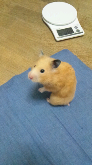 ゴールデンハムスターを老衰で看取ったことがある方に質問したいです2年半以上飼っ Yahoo 知恵袋