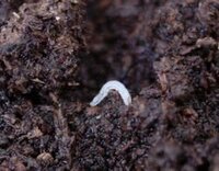 カブトムシについて教えて下さい 今年の夏から飼っていたカブト Yahoo 知恵袋