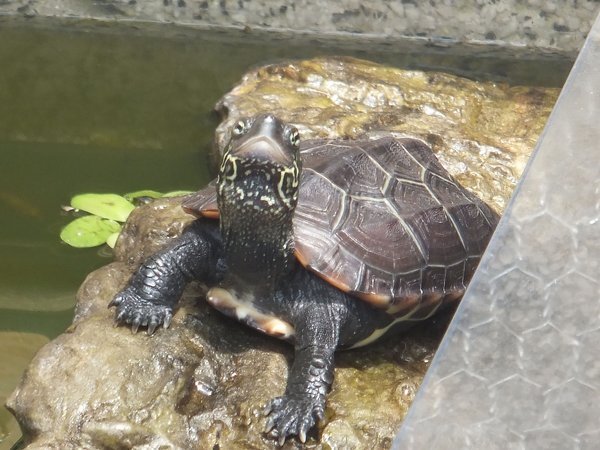 ゼニガメがすぐ溺死します ゼニガメ飼育についてご質問です 知見 Yahoo 知恵袋