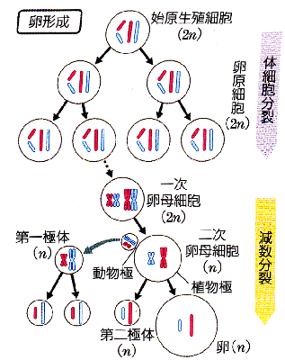 Yahoo!知恵袋生物の発生からの問題です。
解答がないので、どなたか解答解説していただけると助かります。よろしくお願いします!