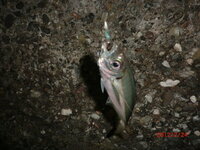 千葉勝浦漁港の市営 駐車場について 夜釣りに行くのですが 漁港 Yahoo 知恵袋