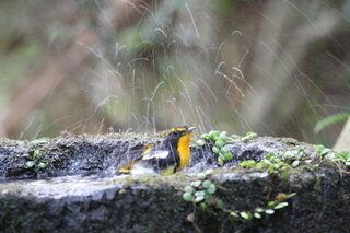 庭に小鳥を招きたいバードケーキの作り方を知りたい 教えてください Yahoo 知恵袋