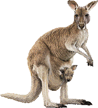 なんでカンガルーは 尾だけで 立てるのですか 詳しくお願いします O Yahoo 知恵袋