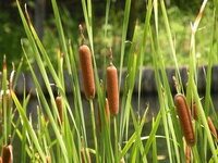 昔 珍百景というテレビ番組で河原に生えている筒状の雑草を天ぷらにして食べ Yahoo 知恵袋