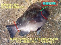 鯛の締め方４０cmくらいの鯛を防波堤で釣ったんですが 締め方が分から Yahoo 知恵袋