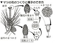 被子植物と裸子植物の違いってなにですか わかりやすく教えて下さい Yahoo 知恵袋