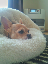 犬は屋内にいるとき 冬は暖かい場所へ好んで行こうとしますか 屋内 Yahoo 知恵袋