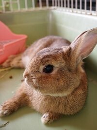 ウサギのケージの床に敷くものについて 生後1か月前後のミニウサギを飼い Yahoo 知恵袋