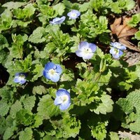 プリムラ ジュリアンは雌雄異花植物なのでしょうか 長花柱花と短花柱花の Yahoo 知恵袋