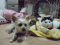 ペット用電気マットについて 今まで冬は夜になると寒いだろうと思って電気ス Yahoo 知恵袋