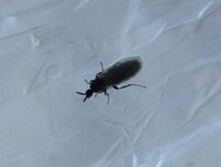 カブトムシを飼っているのですが 小さい虫が湧いてしまい 困って Yahoo 知恵袋