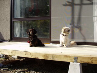 犬が歌う わたしは犬を飼っています その犬が歌うんです い Yahoo 知恵袋