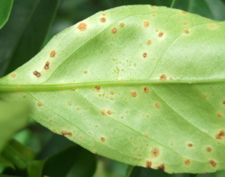 みかんの葉の裏に付着しています 病気 害虫 何かわかりま Yahoo 知恵袋