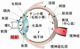 Yahoo!知恵袋高校生物Ⅰ目の明暗調節についてものわかりが悪いので簡潔に教えてもらえるとありがたいです!画像中の瞳孔括約筋と瞳孔散大筋ていうのはこう彩にある筋肉なのでしょうか?この二つの筋肉がどこにあるの