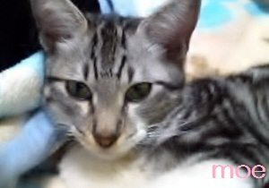 どんな猫でも ふすま を開ける事はできますか Youtubeでドア Yahoo 知恵袋