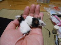 パンダマウスを飼おうと思うんですけど 寒さに弱いと聞きました なので パン Yahoo 知恵袋