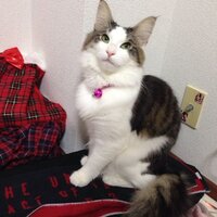 ５日前からペルシャ猫を飼い始めました ペットショップで購入し そ Yahoo 知恵袋