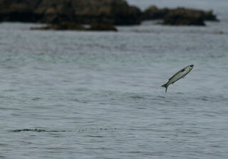 トビウオ以外に海上を跳ねる魚いますか 海にいる魚でジャン Yahoo 知恵袋