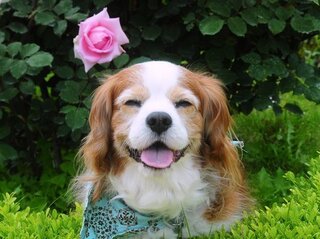 イヌの口角 が上がっている時は やはり笑っているのでしょうか 飼い主の Yahoo 知恵袋