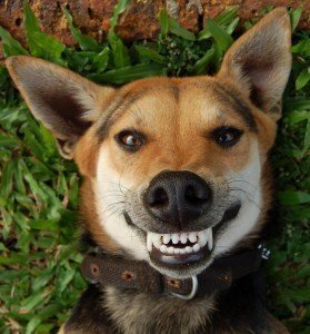 イヌの口角 が上がっている時は やはり笑っているのでしょうか 飼い主の Yahoo 知恵袋