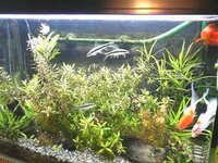 金魚が水草を食べ過ぎます またまた金魚について質問いたします 飼って Yahoo 知恵袋