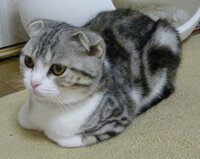 猫にとって一番楽な姿勢はどんな姿勢ですか いわゆる香箱 Yahoo 知恵袋