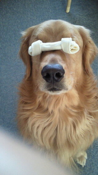 1000以上 犬 噛まれたら噛み返す 犬 噛まれたら噛み返す Freemuryom2pdjy