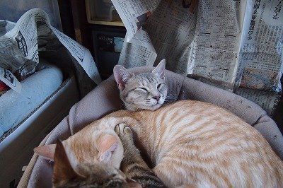 動物に名前をつける時食べ物の名前にすると長生きすると聞いたことが 
