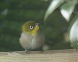 野鳥質問です この時期のメジロは毛がフワッとしていなく 目の周りも白いリングが Yahoo 知恵袋