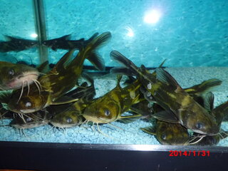 動画で肉食魚に鶏のササミ 生 をあげてるのを観たのですが 生き餌では Yahoo 知恵袋