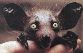 最も好ましい アイアイ 悪魔の化身 9349 アイアイ 悪魔の化身