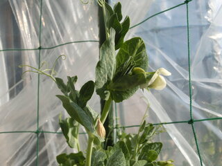 家庭菜園初心者です スナップエンドウの花が咲きました 受粉をする Yahoo 知恵袋