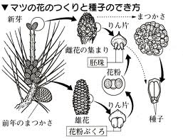 理科の問題です 松って花を咲かせますか また もし咲かせるのだと Yahoo 知恵袋