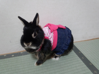 ウサギにハーネスベストを買って着けました リードをつけて散歩を Yahoo 知恵袋