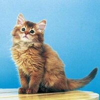 世界一かわいい猫とされているデイジー ほんとにかわいくてめろめろ Yahoo 知恵袋