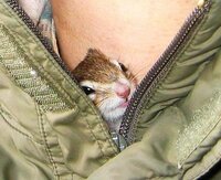 リスを自宅の庭で飼うのは不可能ですか 不可能とは言い切れ Yahoo 知恵袋