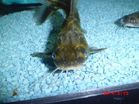 魚の飼育について教えてください 元々 メダカとエビを飼っていま Yahoo 知恵袋