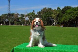 犬のうんこは 何日前に食べた食べ物が出てくるのでしょうか 普通は 前 Yahoo 知恵袋