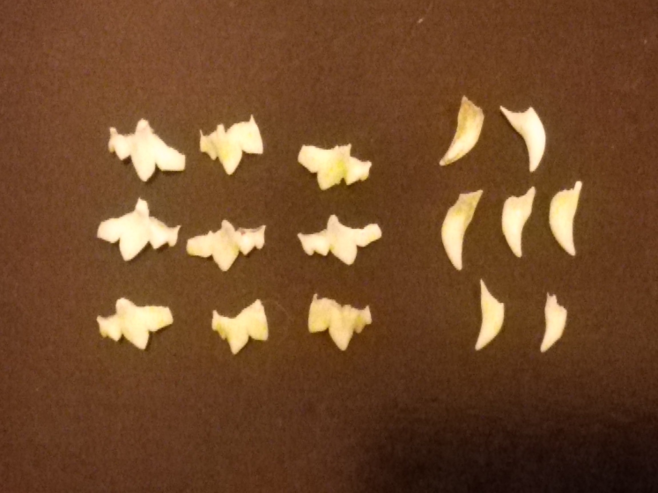 先程、飼い猫(６ヶ月♂)の乳歯が続々抜けたのですが、悔しい事にゲ 