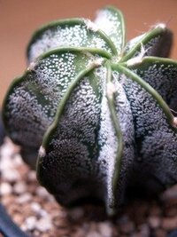 ランポーという サボテンのような星形をした植物が気になってま Yahoo 知恵袋