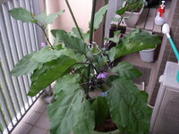 ナスを大きく育てるにはプランターは深い方が良いでしょうか 深さが２６ Yahoo 知恵袋