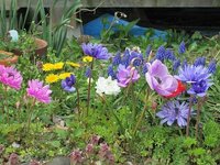 アネモネの球根は 花が終わったら掘り出さないといけませんか Yahoo 知恵袋