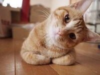 猫ってジャスミンの匂い嫌いだったりしますか ジャスミンの香りがするシャン Yahoo 知恵袋
