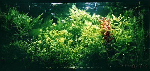 大磯砂に生える水草について大磯砂に生える水草を探しています よくお店でソイ Yahoo 知恵袋