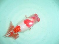 金魚初心者です らんちゅうを飼育しております 当才で尾張りが良すぎると 二 Yahoo 知恵袋