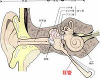 耳の奥がパチパチなるのですが 山の中で耳が変になったときに唾 Yahoo 知恵袋