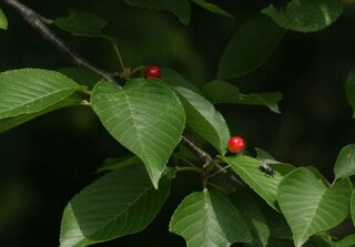 果物のサクランボって 桜の木になるわけじゃないですよね サクランボと桜 Yahoo 知恵袋