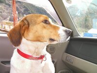 狐狩りに使う犬の犬種を教えてください 狩猟犬には 狩る獲物の種 Yahoo 知恵袋