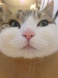 スマホや携帯パソコンの壁紙愛猫の写真を貼っている人に質問します 写真を見 Yahoo 知恵袋