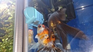 金魚が浮かぶんです 琉金を飼っています 一匹だけ餌を食べた後 浮 Yahoo 知恵袋